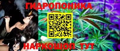 шишки Гай