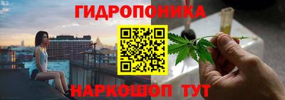 шишки Гай
